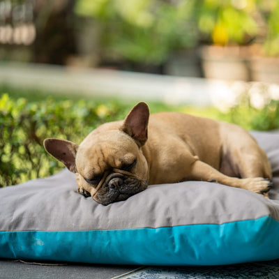 Dog Beds and Furniture