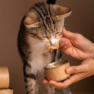 Cat Health and Wellness